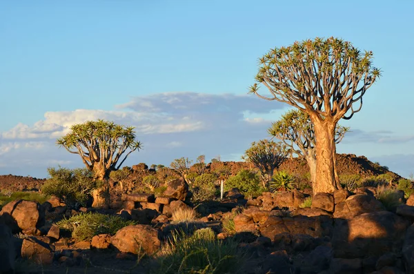 Bosque Mágico Del Árbol Del Carcaj Fuera Keetmanshoop Namibia Atardecer — Foto de Stock