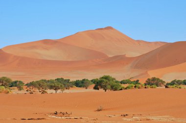 Güzel manzara ile kırmızı dunes adlı gündoğumu, Sossusvlei, Namib Naukluft Milli Parkı, Namibya