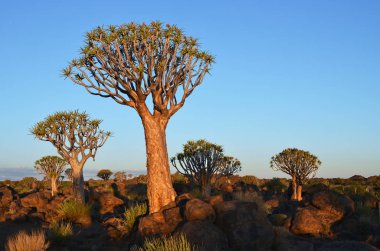 Magical titreme ağaç orman Keetmanshoop, Namibia batımında dışında. Sıcak akşam ışığı