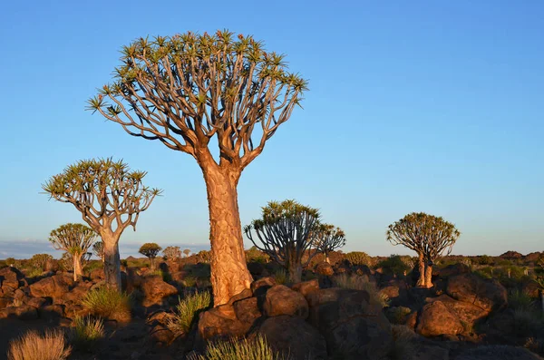 Zauberhafter Köcherbaumwald Außerhalb Von Keetmanshoop Namibia Bei Sonnenuntergang Warmes Abendlicht — Stockfoto