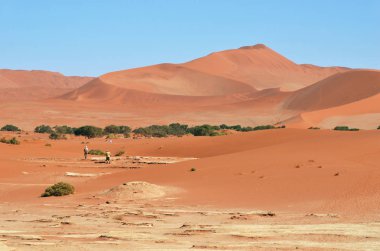 Turistler Sossusvlei, Namib Çölü, Namib Naukluft Milli Parkı, Namibya doğal tepeleri üzerinde yürüme. Sabah güneşi. Macera ve keşif Afrika