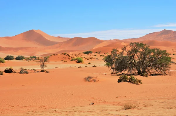 美丽的风景 与红色的沙丘在日出 纳米布诺克国家公园 纳米比亚 — 图库照片