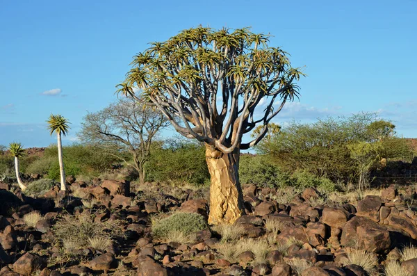 Чарівний Ліс Дерево Сагайдак Поза Кітмансхупа Намібія Захід Сонця Теплий — стокове фото