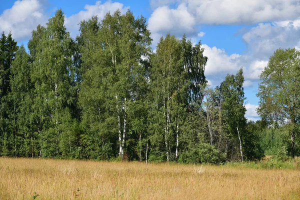 美丽的俄罗斯夏季景观 田野和白桦树背景 — 图库照片