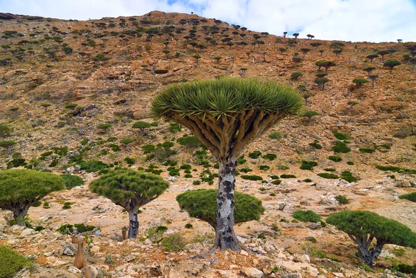 Dračí Krev Stromů Dixam Plošina Socotra Island Vám Úsvitu Jemen — Stock fotografie
