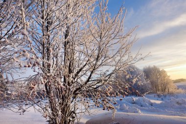 Kış manzarası kırsalında, rowan bush güneş doğarken donmuş. Rusya