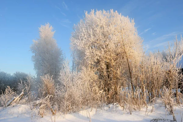 Paysage Hivernal Avec Des Arbres Gelés Campagne Lever Soleil Russie — Photo