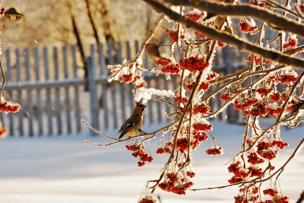Brkoslav Bombycilla Garrulus Pták Sedí Zmrzlé Větve Rowan Bushe Zimního — Stock fotografie