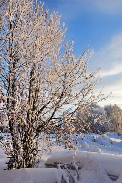 Winterlandschaft Auf Dem Land Gefrorener Vogelbeerbusch Morgengrauen Russland — Stockfoto