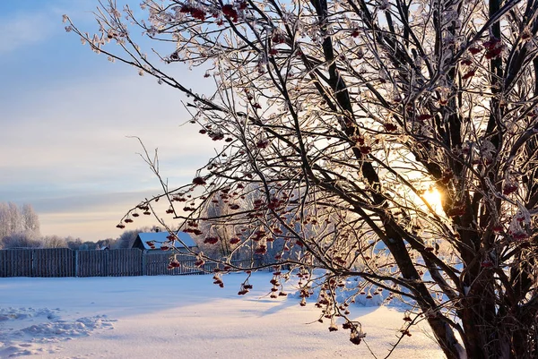 Zimowej Scenerii Wsi Mrożone Rowan Krzew Wschodzie Słońca Rosja — Zdjęcie stockowe