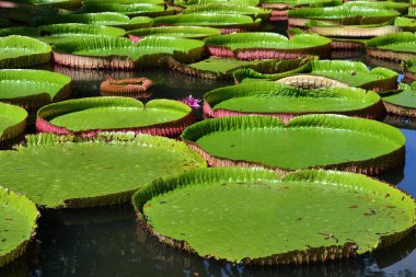 su pamplemousess botanik bahçeleri Mauritius, dev, Amazon lily. Victoria amazonica, victoria regia