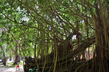 Cerf, Mauritius - 01 Mayıs 2013 ada: Kökleri arasında yerel çocuk oyun ve küçük tropik jungle büyük ağacı yaklaşık Cerf ada