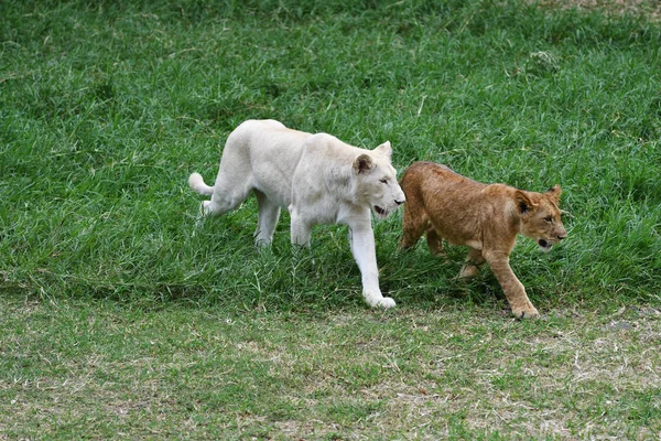 Dos Cachorros Leones Jóvenes Color Blanco Musculoso Hierba Parque Casela — Foto de Stock