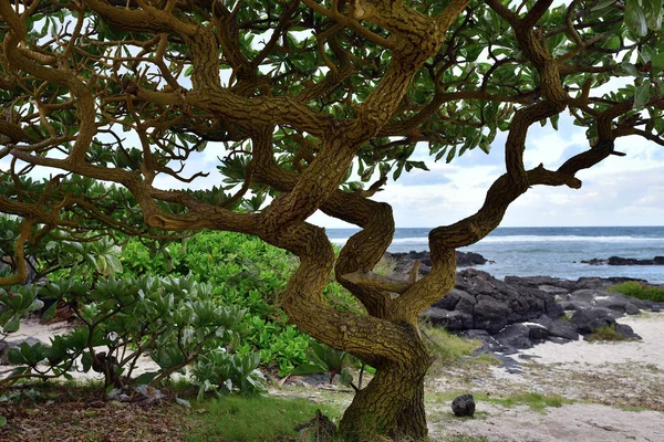 Grande Tronco Árvore Costa Capa Gris Gris Parte Sul Ilha — Fotografia de Stock