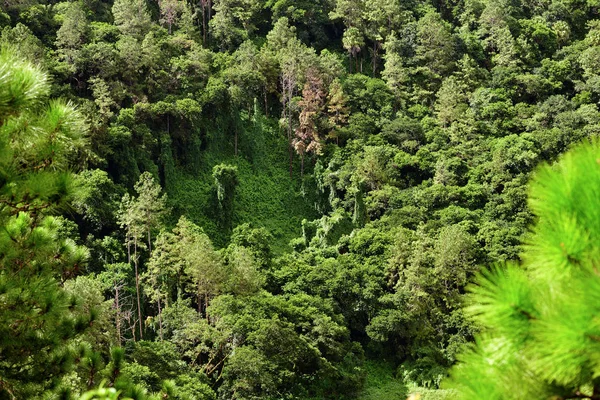 Letecký Pohled Tropický Deštný Prales Mauricius — Stock fotografie