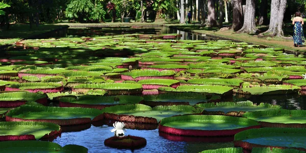 Lírio Gigante Amazônico Água Nos Jardins Botânicos Pamplemousess Maurícia Victoria — Fotografia de Stock