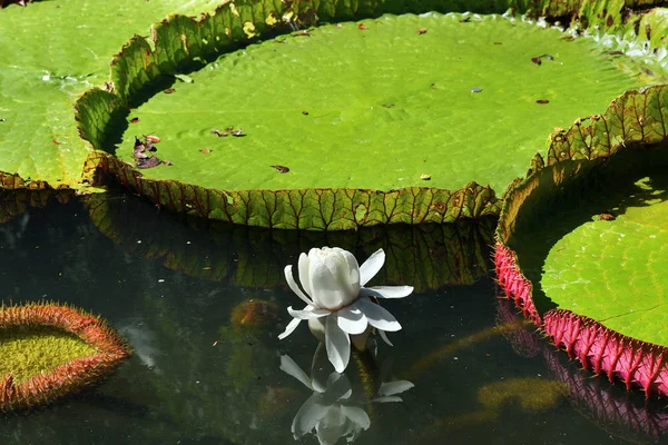Jätte Amazonas Lily Vatten Vid Den Pamplemousess Botaniska Trädgården Mauritius — Stockfoto