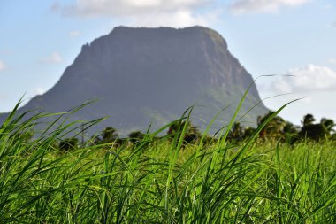 Tipik Mauritius manzara, şeker kamışı ekimi ve zemin üzerine mavi gökyüzü karşı yüksek uçurum 
