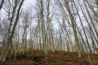 Gündoğumu, sonbahar ormanın güzel manzara