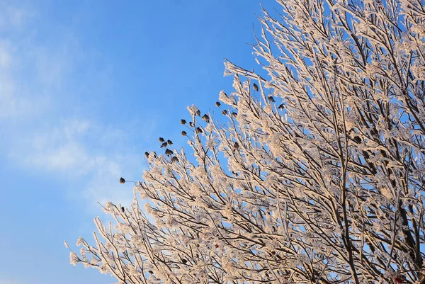 Flock Bohemian Waxwing Bombycilla Garrulus Birds Sitting Frozen Tree Branches — Stock Photo, Image