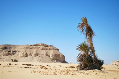 Mavi gökyüzü karşı Sahara çöl ve palmiye ağaçları. Batı çöl, Ain el-Maqfi, Ain Abu havas. Mısır. Afrika