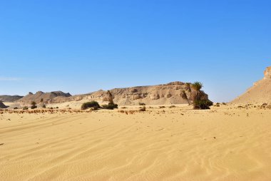 Sahara desert and palm trees. Western desert, Ain el-Maqfi, Ain Abu Hawas. Egypt. Africa clipart