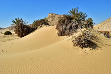 Sahara desert and palm trees covered with sand. Western desert, Ain el-Maqfi, Ain Abu Hawas. Egypt. Africa clipart