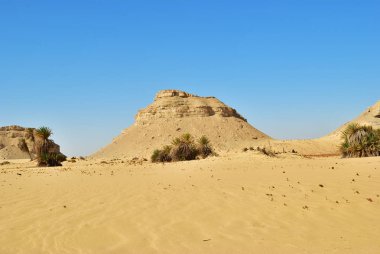 Sahra Çölü ve palmiye ağaçları. Batı çöl, Ain el-Maqfi, Ain Abu havas. Mısır. Afrika
