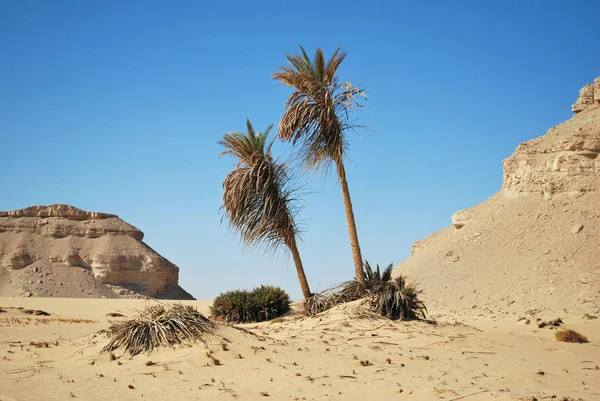 Deserto Saara Palmeiras Contra Céu Azul Deserto Ocidental Ain Maqfi — Fotografia de Stock