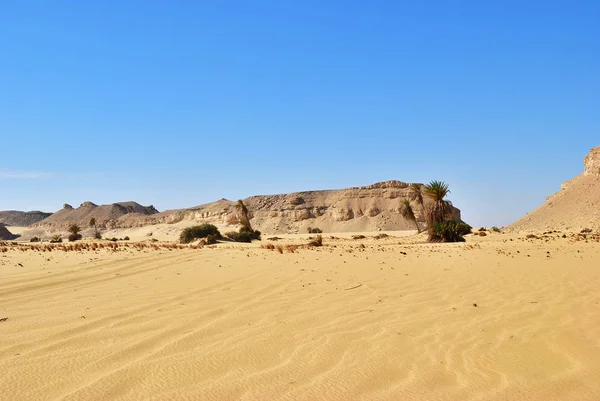 사하라 사막과 나무입니다 Maqfi Hawas 이집트 아프리카 — 스톡 사진
