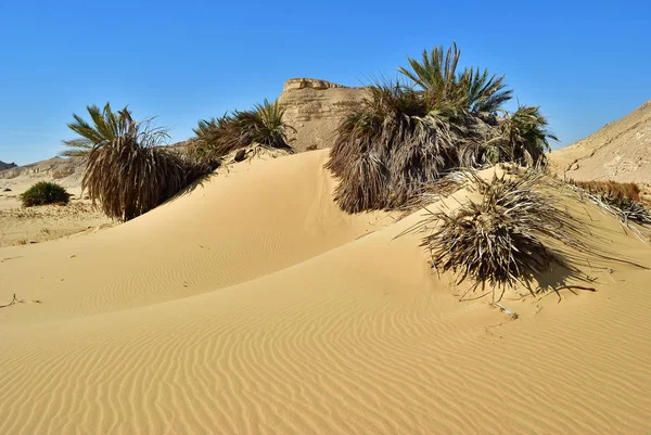 Sahara Deserto Palme Ricoperte Sabbia Deserto Occidentale Ain Maqfi Ain — Foto Stock