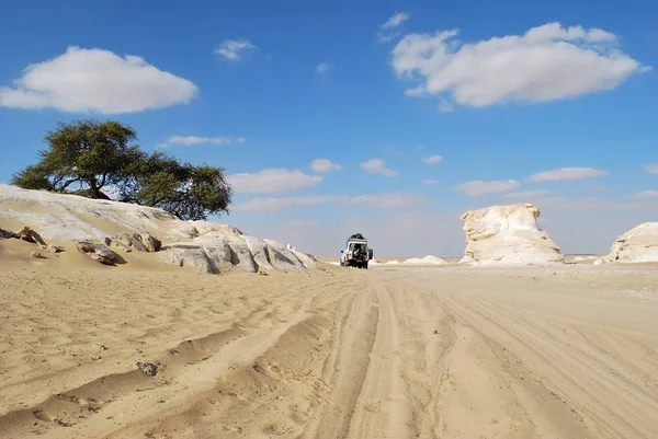 Coche Todoterreno Cerca Acacia Floreciente Desierto Del Sahara Santa Árbol — Foto de Stock