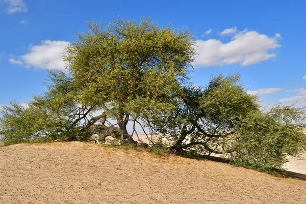 Одинокое Цветущее Дерево Акации Пустыне Сахара Эль Санта Волшебное Дерево — стоковое фото