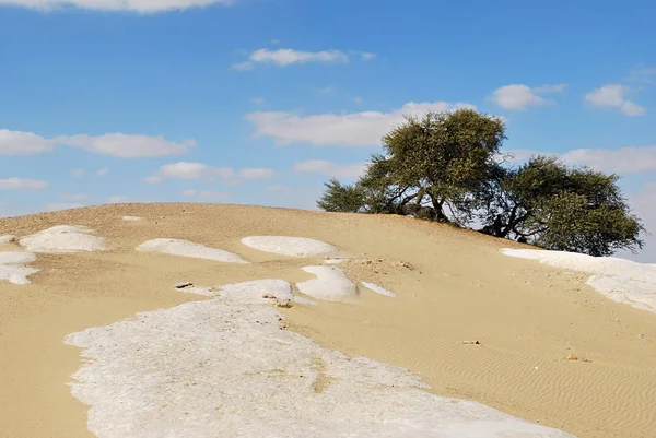 Árbol Acacia Con Flores Solitarias Desierto Del Sahara Santa Árbol — Foto de Stock