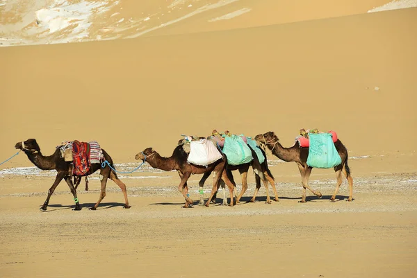 Sahara Çöl Mısır Kuma Geçmekte Deve Karavan — Stok fotoğraf