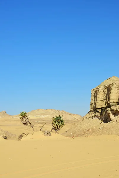 撒哈拉沙漠和棕榈树在沙子 西部沙漠 Maqfi Hawas — 图库照片