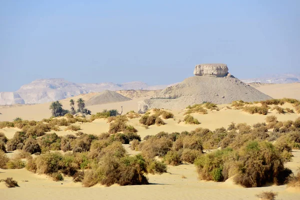 Wüste Sahara Gerissene Kamele Und Palmen Sand Morgengrauen Westliche Wüste — Stockfoto