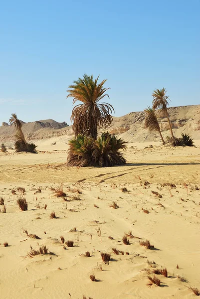 Deserto Saara Palmeiras Contra Céu Azul Deserto Ocidental Ain Maqfi — Fotografia de Stock