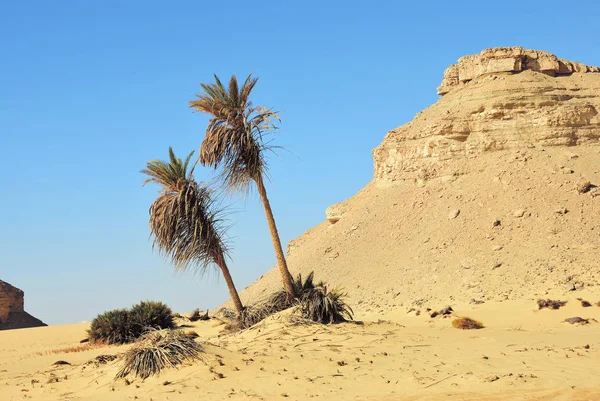 Sahary Poušť Palm Stromy Proti Modré Obloze Západní Poušť Ain — Stock fotografie