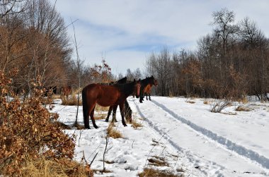 Kuzukulağı atları şafakta kış ormandaki bir kar yol geçiş sürüsü. Rusya