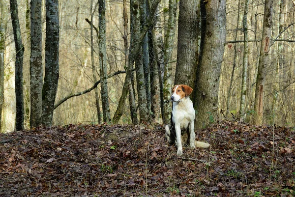 Perro Caza Sienta Fondo Del Bosque Otoño — Foto de Stock