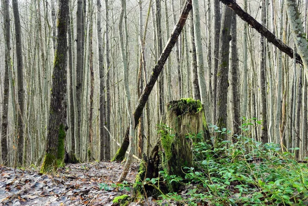 Vackra Landskap Hösten Skogen Vid Soluppgången Stora Ruttna Stubbe Förgrunden — Stockfoto