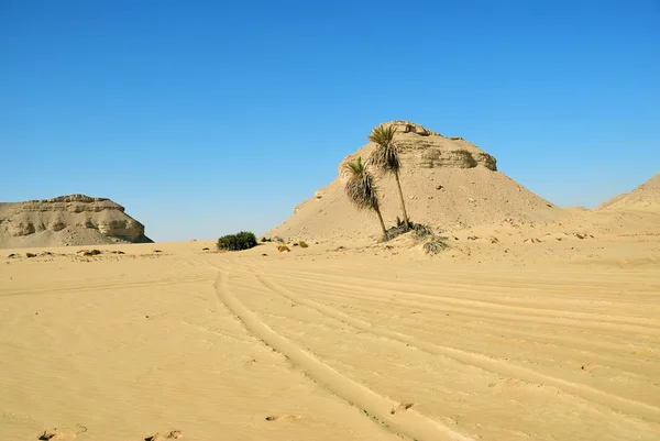 Deserto Saara Palmeiras Deserto Ocidental Ain Maqfi Ain Abu Hawas — Fotografia de Stock