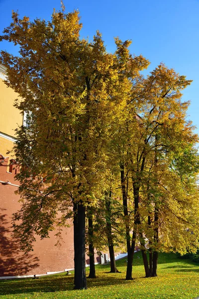Jasná Zeleň Podzimní Strom Moskevské Kremelské Zdi Proti Modré Obloze — Stock fotografie