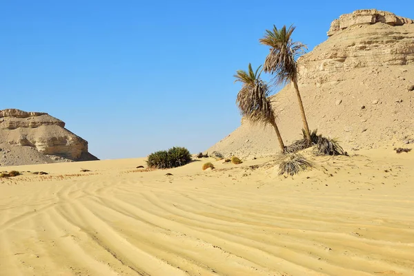 撒哈拉沙漠和棕榈树对蓝天 西部沙漠 Maqfi Abu Hawas — 图库照片