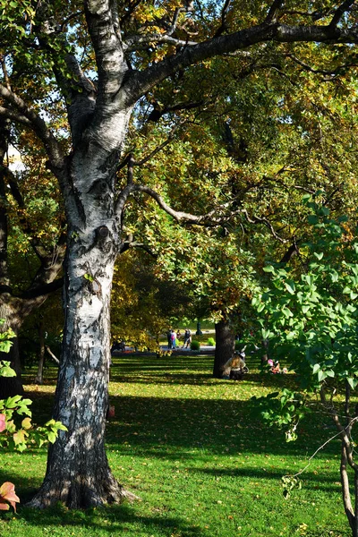 Μεγάλο Κορμό Σημύδα Δέντρο Στον Κήπο Αλέξανδρος Κοντινές Κρεμλίνο Τοίχο — Φωτογραφία Αρχείου
