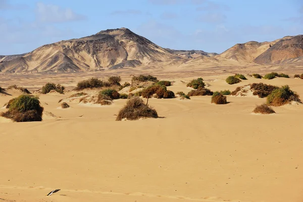 撒哈拉沙漠 骆驼撕裂和棕榈树在沙子在黎明 西部沙漠 Maqfi Hawas — 图库照片