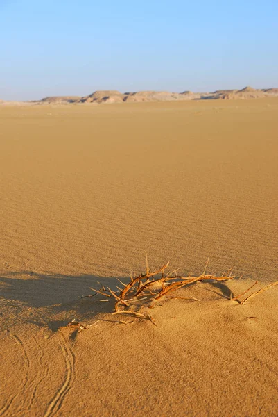 Sahara Desierto Hermoso Paisaje Cercano Oasis Dakhla Egipto Luz Mañana — Foto de Stock