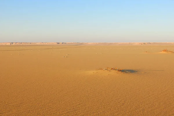 Sahara Öknen Vackra Landskap Närheten Dakhla Oas Egypten Morgonljus Afrika — Stockfoto