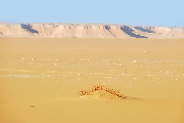 Saara Deserto Bela Paisagem Nas Proximidades Dakhla Oásis Egito Luz — Fotografia de Stock